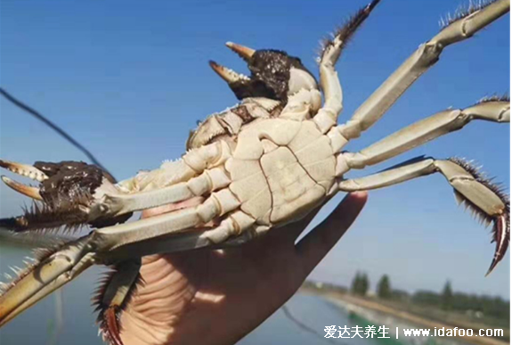 大闸蟹母蟹和公蟹哪个好,九月吃母蟹十月吃公蟹