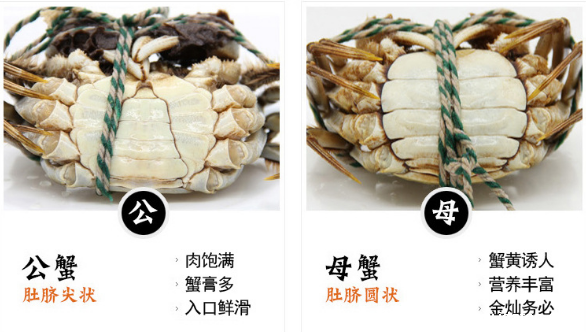 大闸蟹母蟹和公蟹哪个好,九月吃母蟹十月吃公蟹