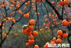 吃柿子的好处和功效，不仅美容养颜还能健