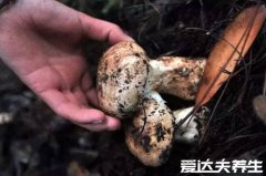 吃松茸的禁忌，和高钙食品同食用会导致尿