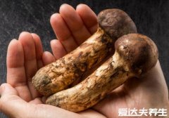 吃松茸的禁忌，与软甲类食物同吃会导致砒