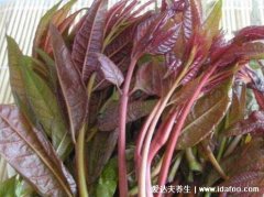 吃香椿的禁忌，它是发物注意5类人不能吃