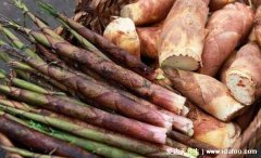 春笋不适合什么人吃，六种人不宜多吃竹笋