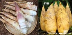 春笋和冬笋的区别图片，短粗矮胖口感脆嫩