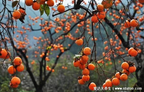 五种吉祥水果的寓意图片,橙子/柿子/甘蔗/苹果/红枣(心想事成)