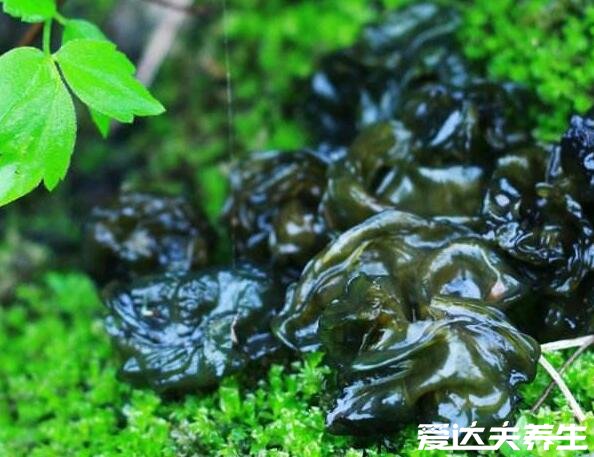 地皮菜的作用和功效,是预防老年痴呆非常好的野菜(图片)