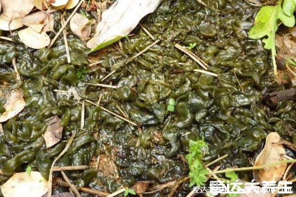 地皮菜的做法,试试4步做出地皮菜炒鸡蛋(附视频做法)