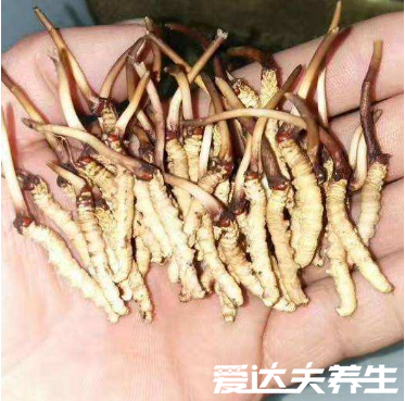 冬虫夏草怎么吃,冬虫夏草如何吃