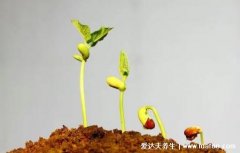 地瓜发芽能吃吗，能吃但营养流失口感有影