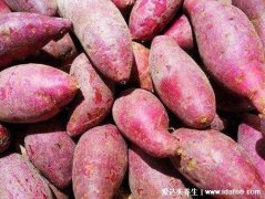 地瓜是什么样子的图片，指的番薯或者凉薯