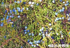 杜松子和蓝莓的区别，杜松子的功效与作用