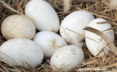 鹅蛋怎么吃最营养与什么相克,鹅蛋的功效