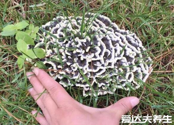 干巴菌的功效与作用禁忌,能延缓衰老降压降脂还能防癌(图片)