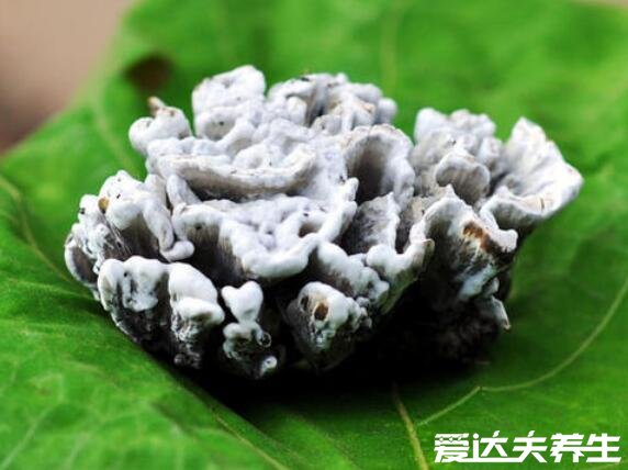 干巴菌的功效与作用禁忌,能延缓衰老降压降脂还能防癌(图片)