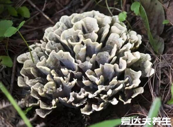 干巴菌的功效与作用禁忌,能延缓衰老降压降脂还能防癌(图片)