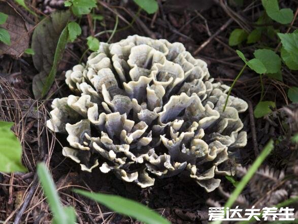 干巴菌的功效与作用禁忌,能延缓衰老降压降脂还能防癌(图片)