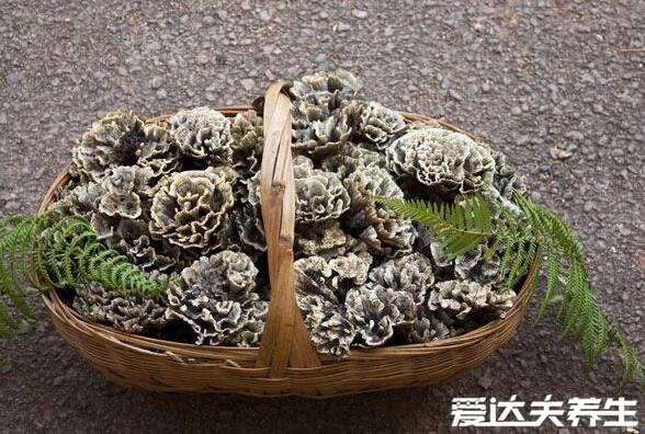 干巴菌的功效与作用禁忌,能延缓衰老降压降脂还能防癌(图片)