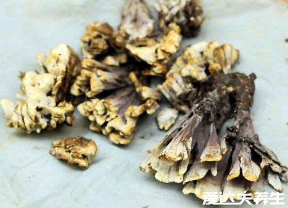 干巴菌的功效与作用禁忌,能延缓衰老降压降脂还能防癌(图片)