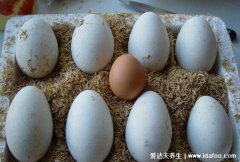 鹅蛋煮多久能煮熟怎么做好吃,3种鹅蛋的最