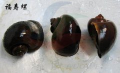 福寿螺到底能不能吃，能吃但是你要了解寄