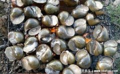 福寿螺到底能不能吃和田螺的区别，一定要