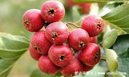 高血脂吃什么水果,适合血脂高的人吃的水果