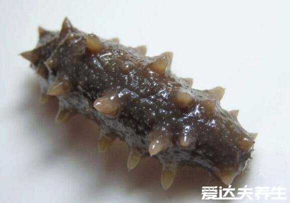 海参哪一种海参比较好,淡干工艺的纯野生海参最好