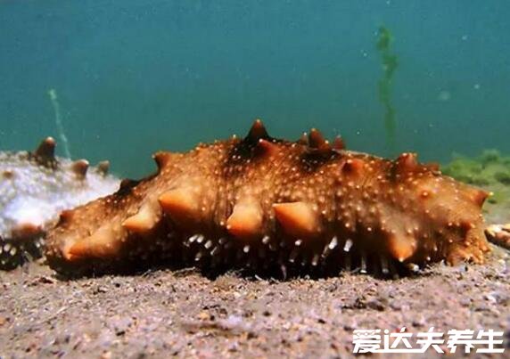 海参哪一种海参比较好,淡干工艺的纯野生海参最好