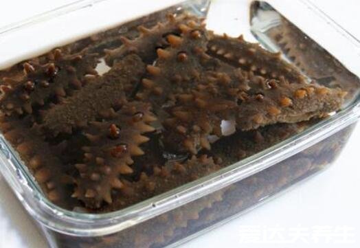 海参如何泡发,保持水温水质都很重要(新手看过来)