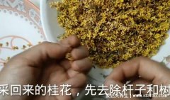 桂花蜜的做法，快看从桂花采摘后到加入蜂