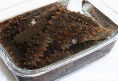 海参如何泡发,保持水温水质都很重要(新手