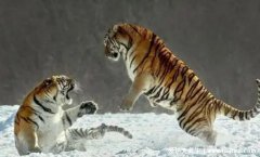 2022虎百年难遇是什么意思，2022年出生的水虎