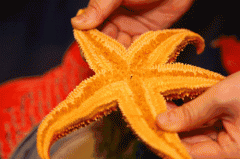海星可以吃吗怎么吃,海星的吃法大全简单
