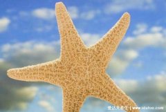 海星能吃吗怎么吃,能吃教你超美味的四种