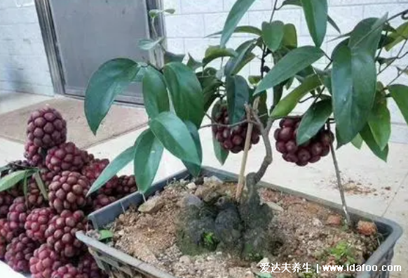 黑老虎水果图片，市场价80元一斤长得像恶魔果实