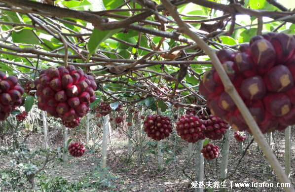 黑老虎水果图片，市场价80元一斤长得像恶魔果实