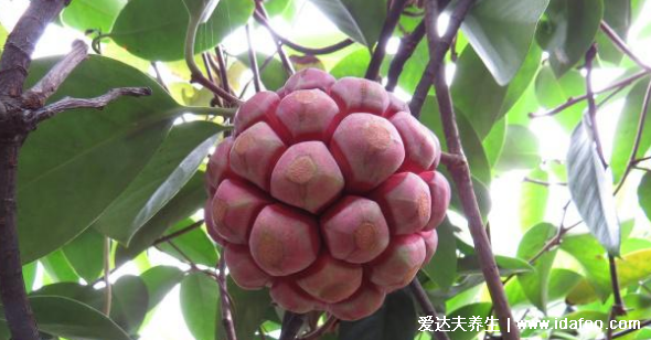 黑老虎水果图片，市场价80元一斤长得像恶魔果实