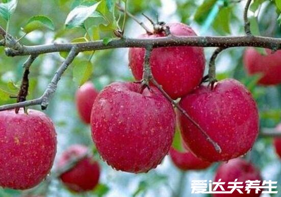 红肉苹果的功效与作用及口感,不仅汁多肉甜十分好吃且营养丰富