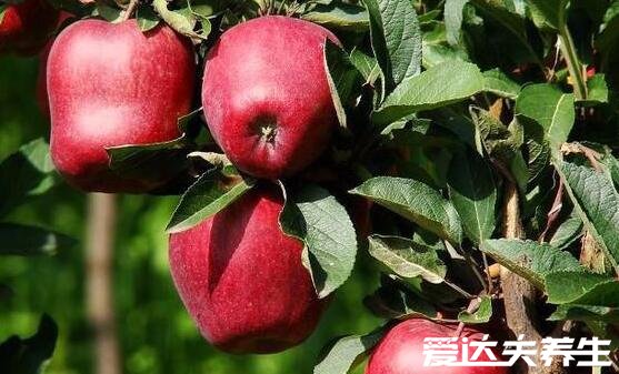 红肉苹果的功效与作用及口感,不仅汁多肉甜十分好吃且营养丰富