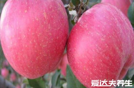 红肉苹果的功效与作用及口感,不仅汁多肉甜十分好吃且营养丰富