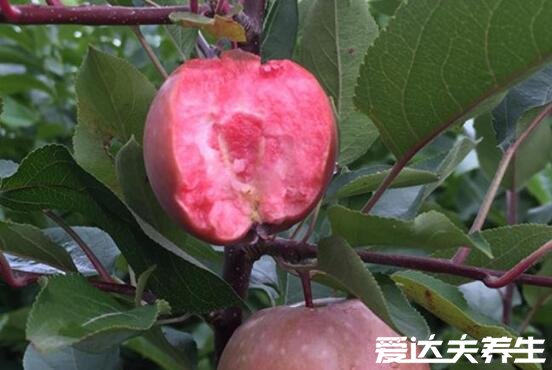 红肉苹果的功效与作用及口感,不仅汁多肉甜十分好吃且营养丰富