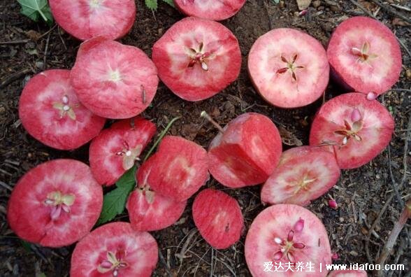 红肉苹果好吃吗口感如何,红肉苹果的功效与作用(图片)