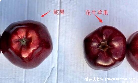花牛苹果和蛇果的区别图片,4大区别口感营养差不多但蛇果贵好几倍