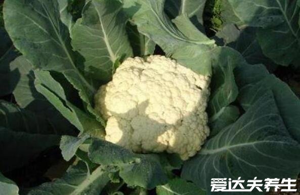 花椰菜是什么菜,甘蓝的变种蔬菜与西兰花类似(花椰菜图片)