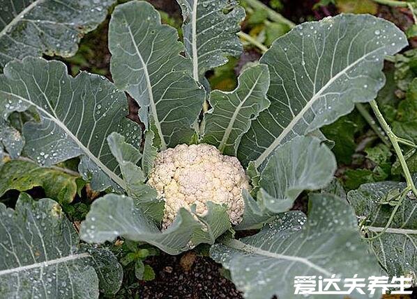 花椰菜是什么菜,甘蓝的变种蔬菜与西兰花类似(花椰菜图片)