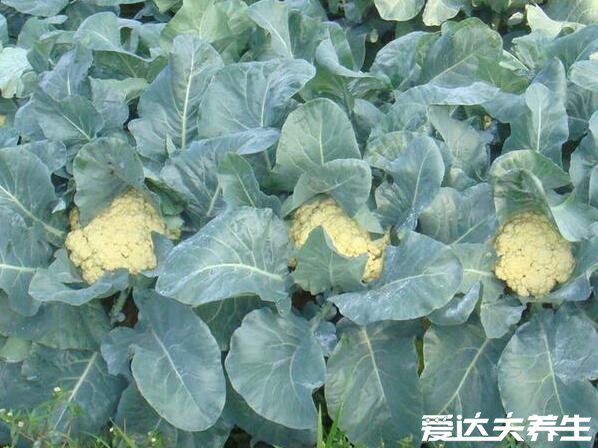 花椰菜是什么菜,甘蓝的变种蔬菜与西兰花类似(花椰菜图片)