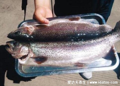 虹鳟鱼和三文鱼的区别，虹鳟鱼更有嚼劲且颜色较暗(4大区别)