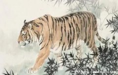 2022年虎本命年的大忌，轻则破财免灾重则霉