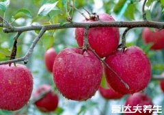 红肉苹果的功效与作用及口感，不仅汁多肉