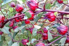 红桃k的作用及功效，不仅降血压还能护肝